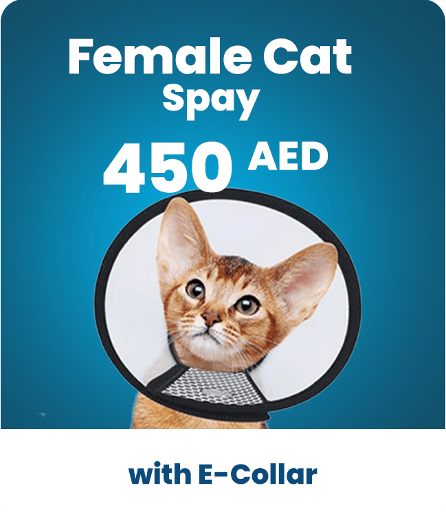 female cat
